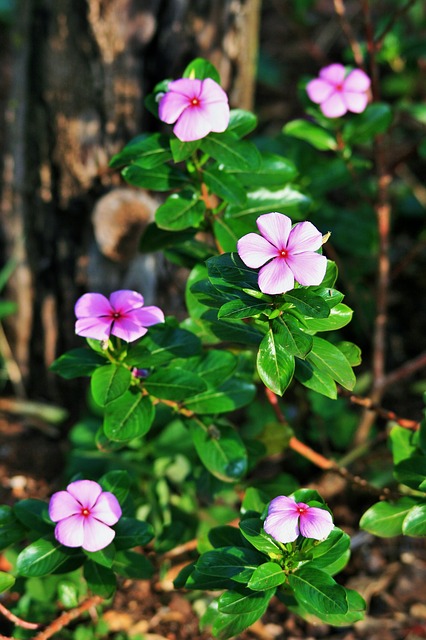 pink-periwinkle-287959_640